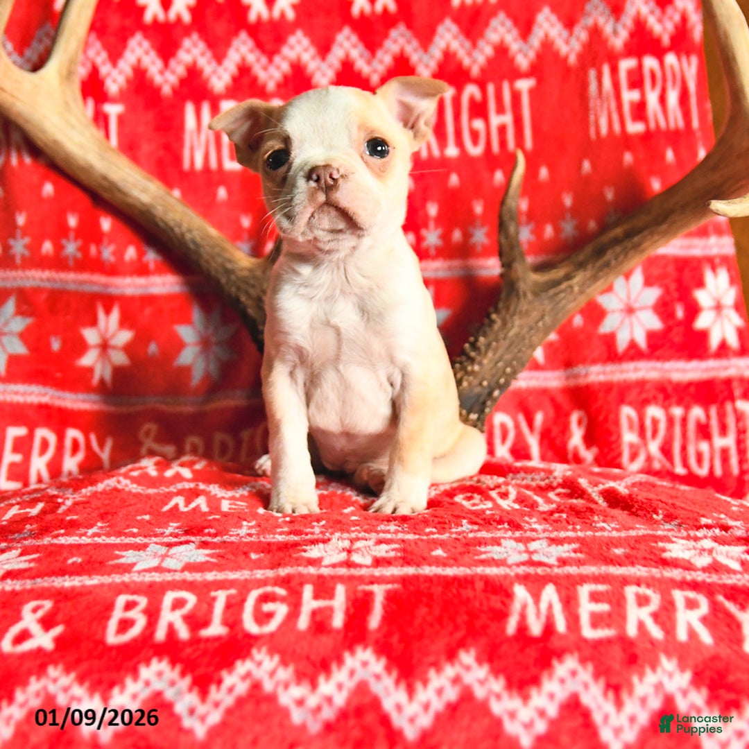 Boston Terrier dogs for sale: Irene - Ad 1