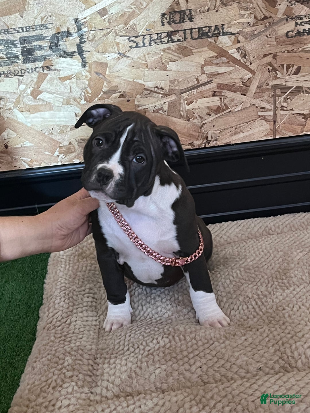 American Bully dogs for sale: Athena - Ad 2