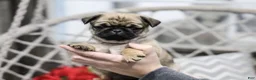Pug dogs for sale: Carly - Ad 4
