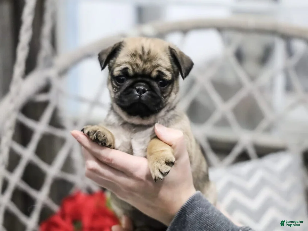 Pug dogs for sale: Carly - Ad 4