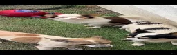 Chihuahua dogs for sale: Chihuahua 1 - Ad 2