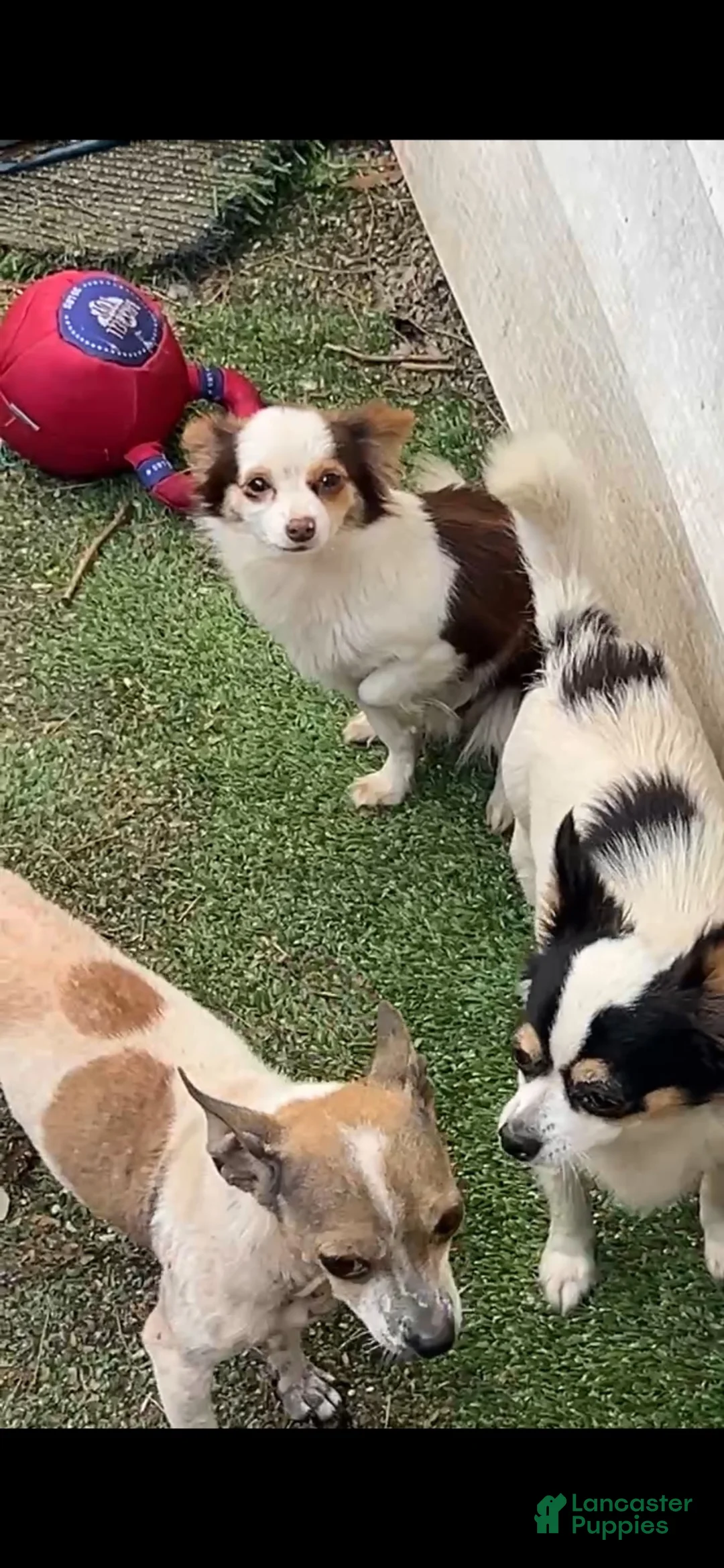 Chihuahua dogs for sale: Chihuahua 1 - Ad 2