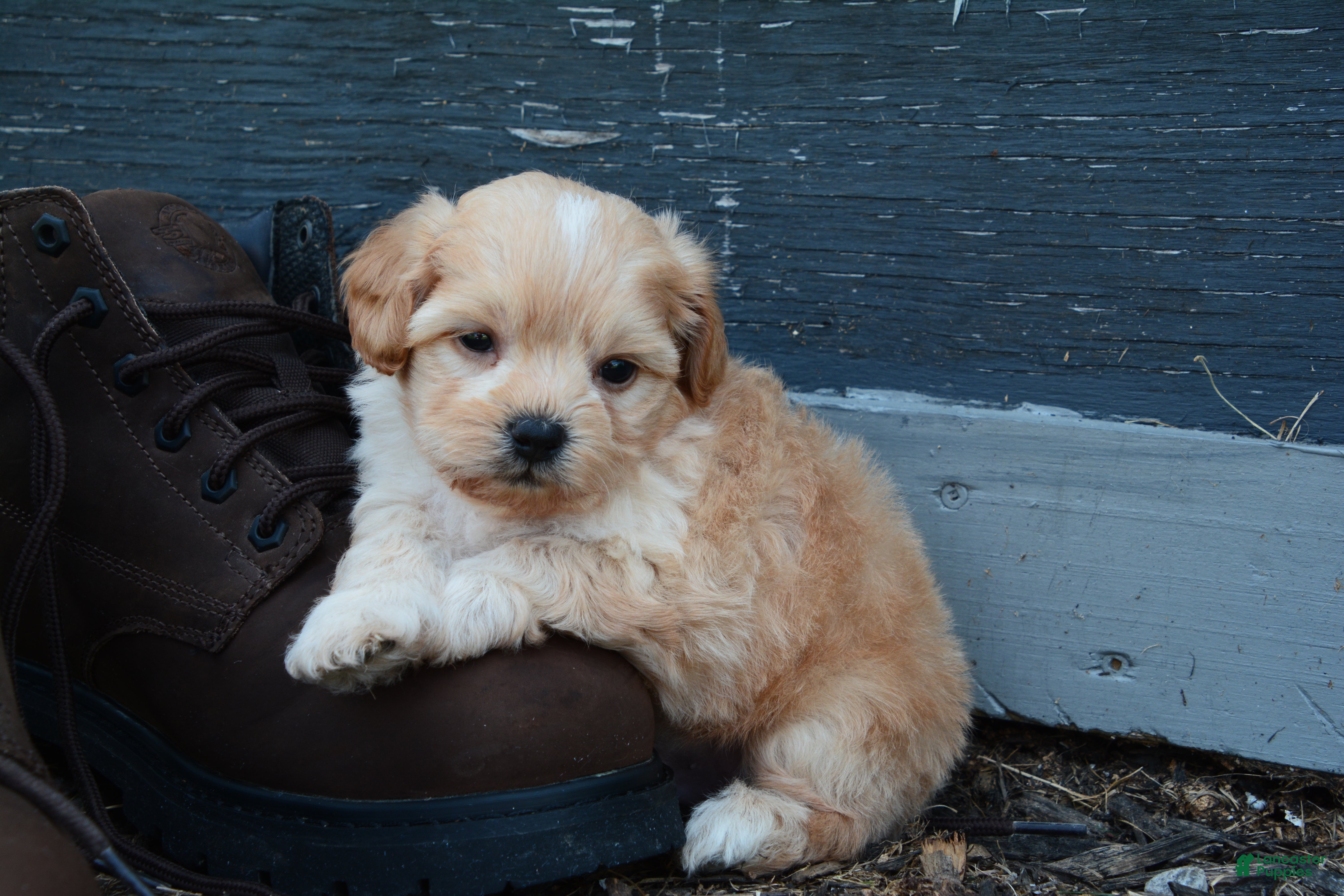 Shihpoo dogs Patrick - Ad 2
