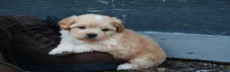 Shihpoo dogs for sale: Patrick - Ad 2