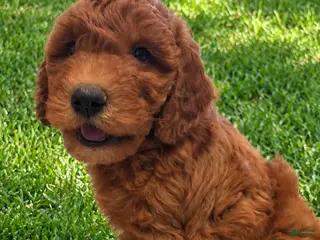 Goldendoodle dogs Purple collar girl - Ad 31
