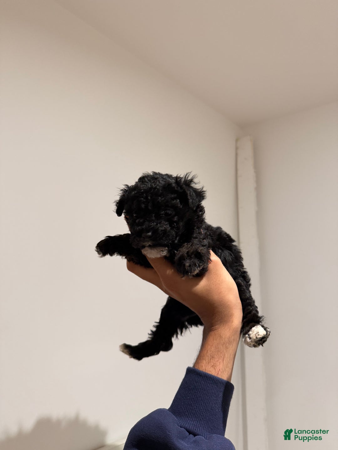 Toy Poodle dogs for sale: Danny teacup - Ad 7