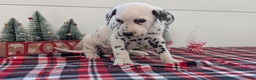 Dalmatian dogs for sale: Jack - Ad 6