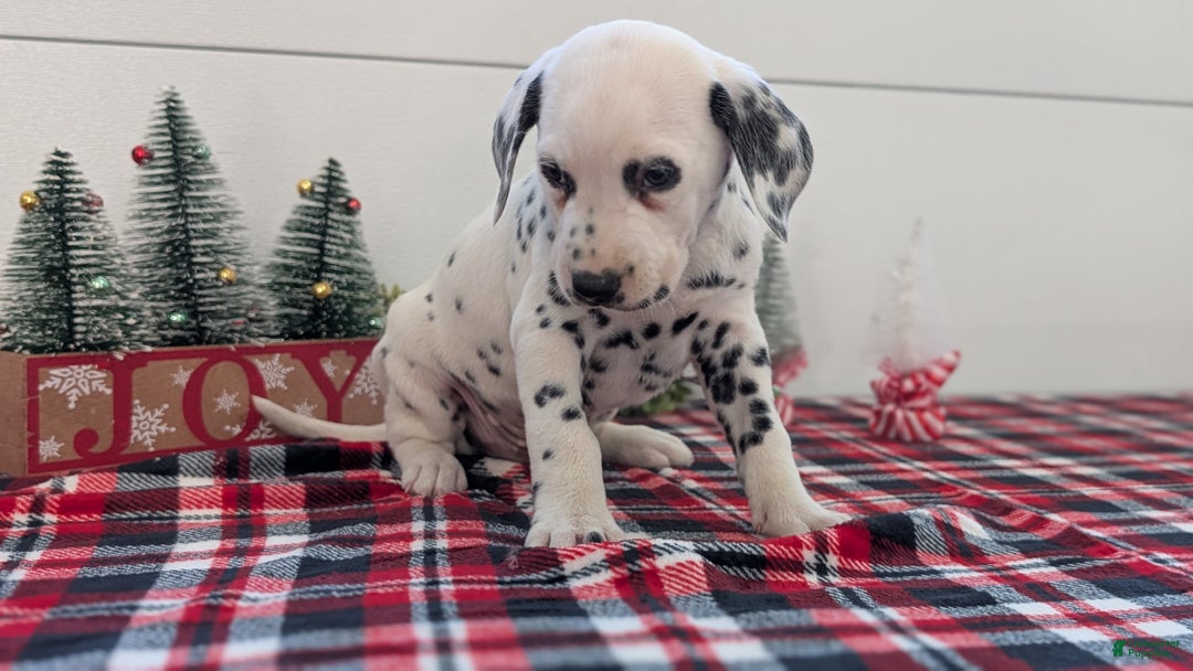 Dalmatian dogs for sale: Jack - Ad 6