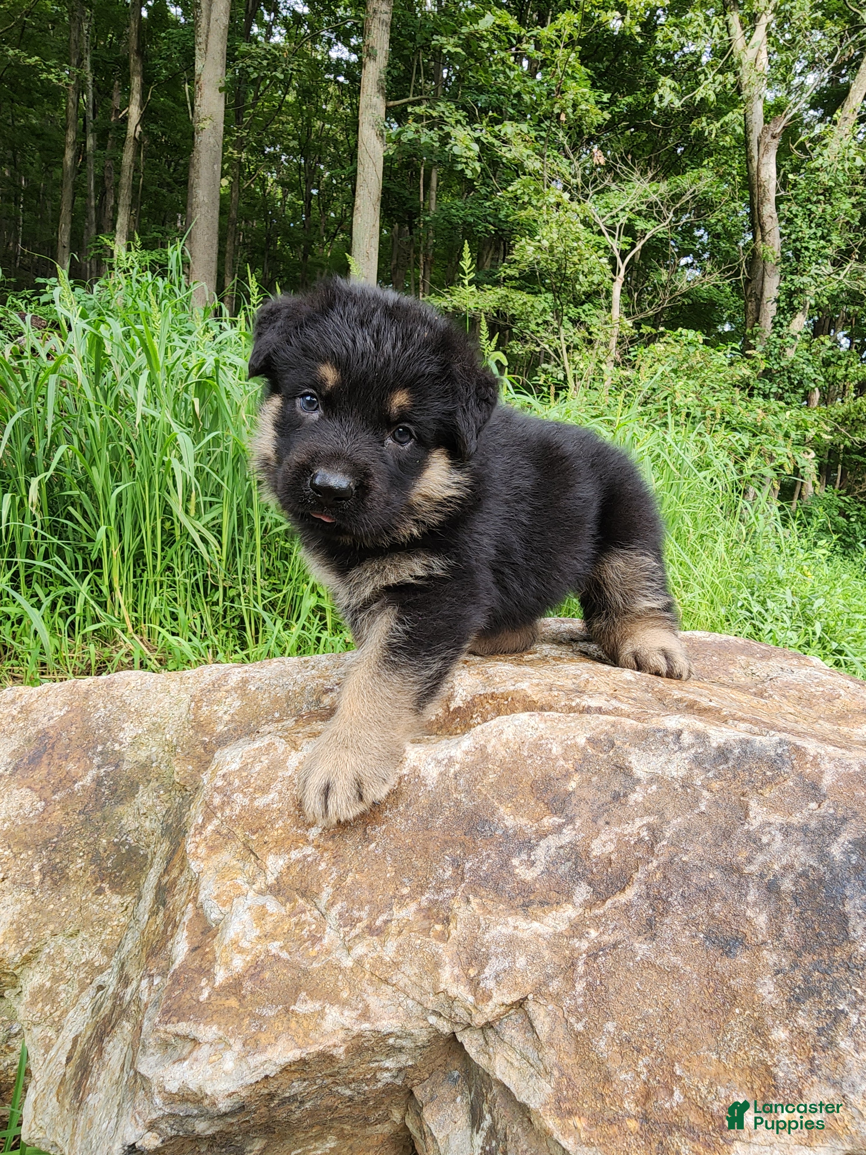 German Shepherd dogs  Titan - Ad 1