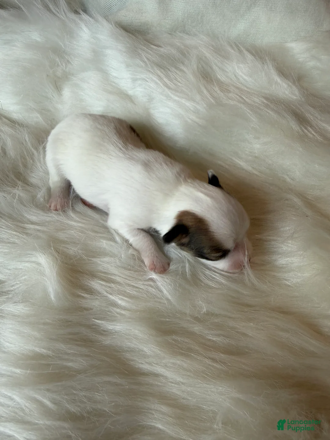 Chihuahua dogs for sale: Chihuahua Puppy 1 - Ad 2