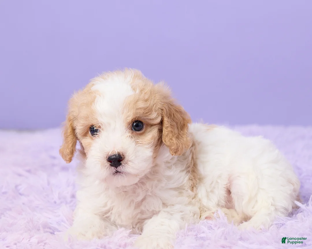 Cavapoo dogs for sale: Andy - Ad 5