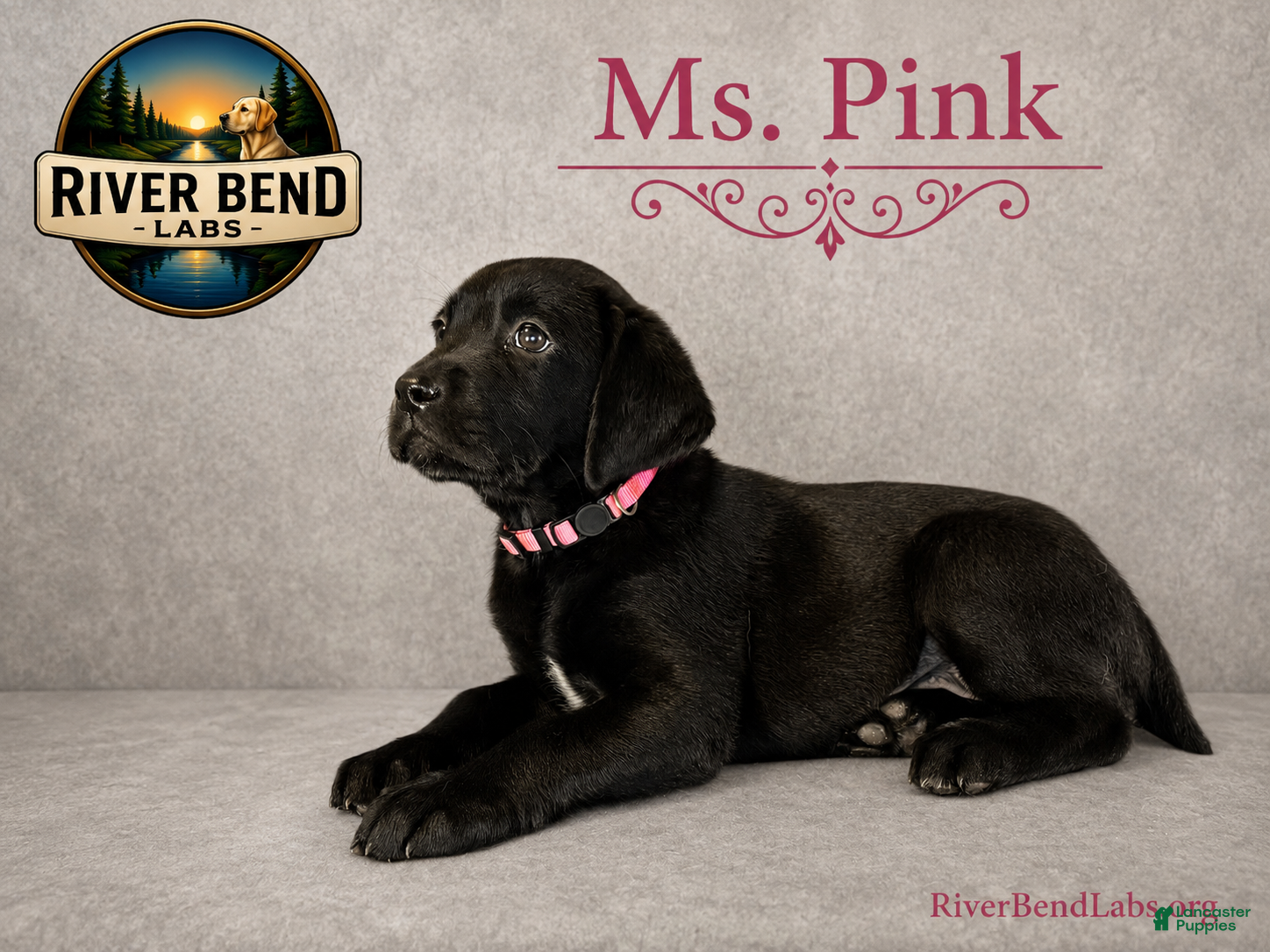 Labrador Retriever dogs Ms. Pink - Ad 2