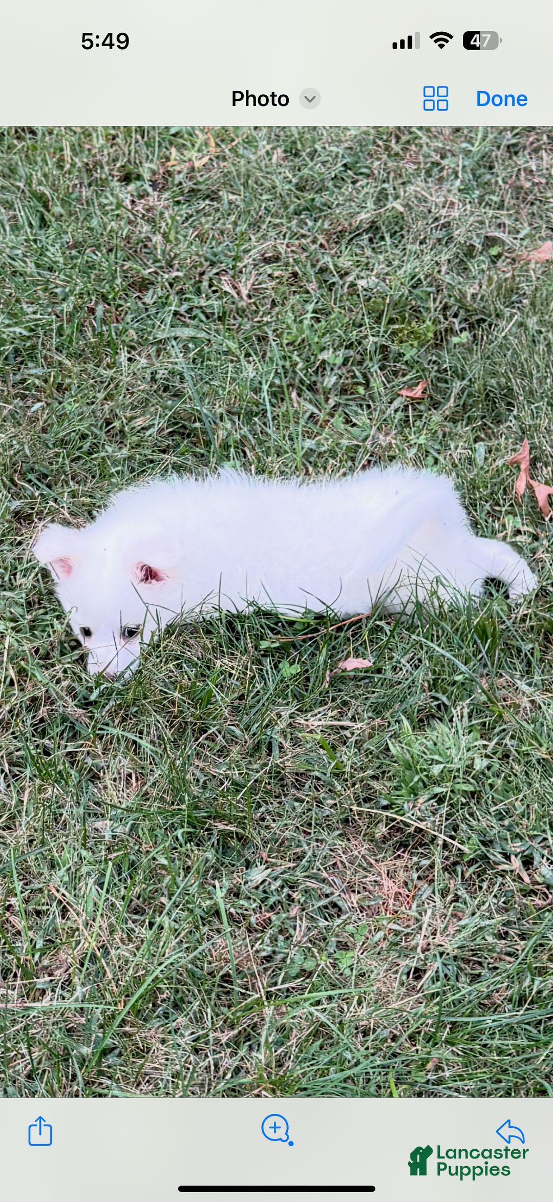 American Eskimo dogs for sale: Remi - Ad 2