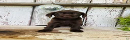 Labrador Retriever dogs for sale: Skye  - Ad 6