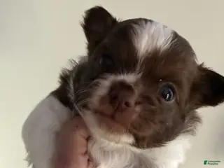 Chihuahua dogs for sale: Ragnar - Ad 2