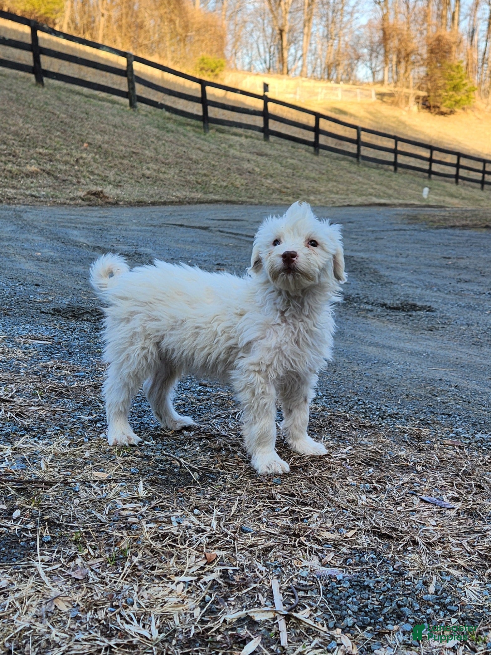 Portuguese Water Dog dogs Lil Snowball - Ad 2