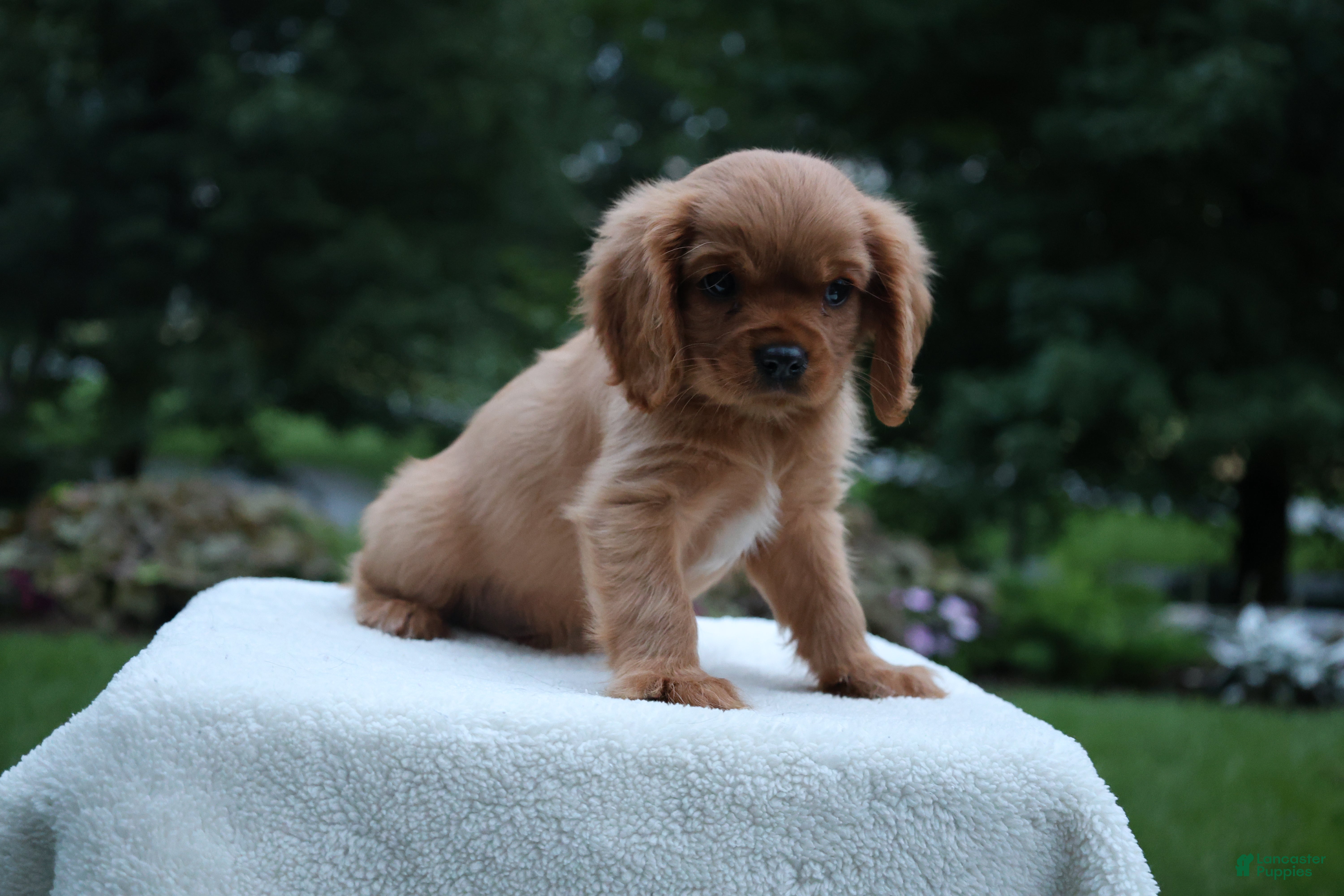 Cavalier King Charles Spaniel dogs Teddy - Ad 2