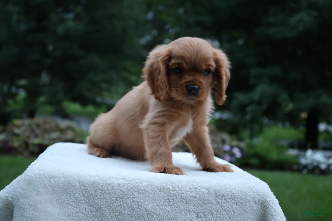 Cavalier King Charles Spaniel dogs for sale: Teddy - Ad 2