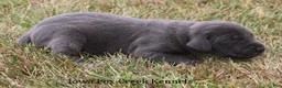 Great Dane dogs for sale: Sapphire - Ad 2