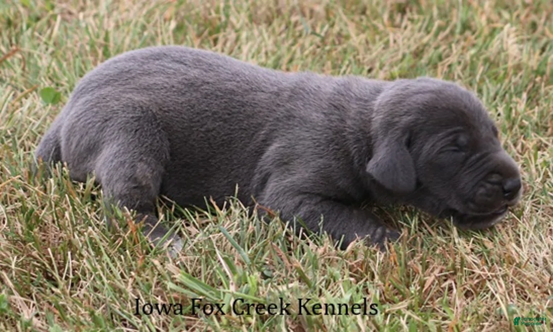 Great Dane dogs for sale: Sapphire - Ad 2