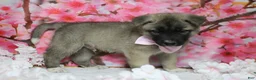 Akita dogs for sale: Braeburn - Ad 5