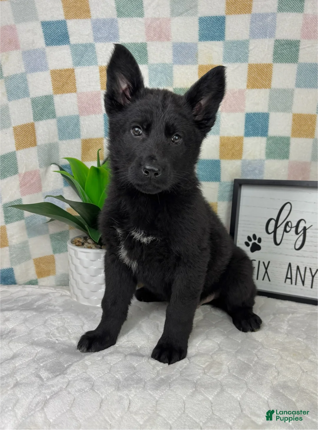 German Shepherd dogs for sale: Greyson - Ad 6