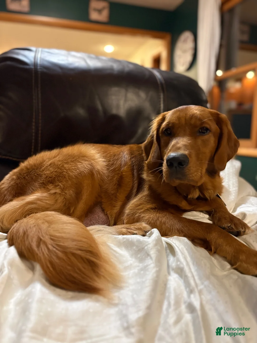 Goldendoodle dogs for sale: Goldendoodle 1 - Ad 6