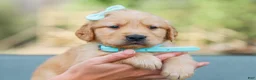 Golden Retriever dogs for sale: Adam ACA Golden Retriever Pup - Ad 4