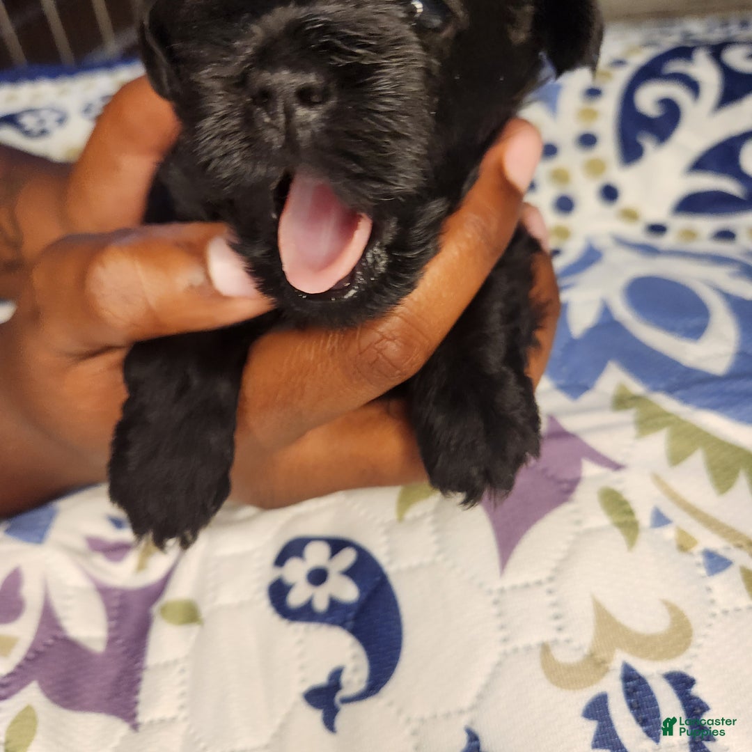 Shihpoo dogs for sale: Shihpoo Puppy 1 - Ad 7