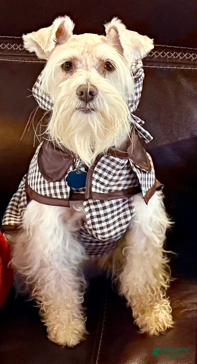Miniature Schnauzer dogs for sale: Tiffany - Ad 4
