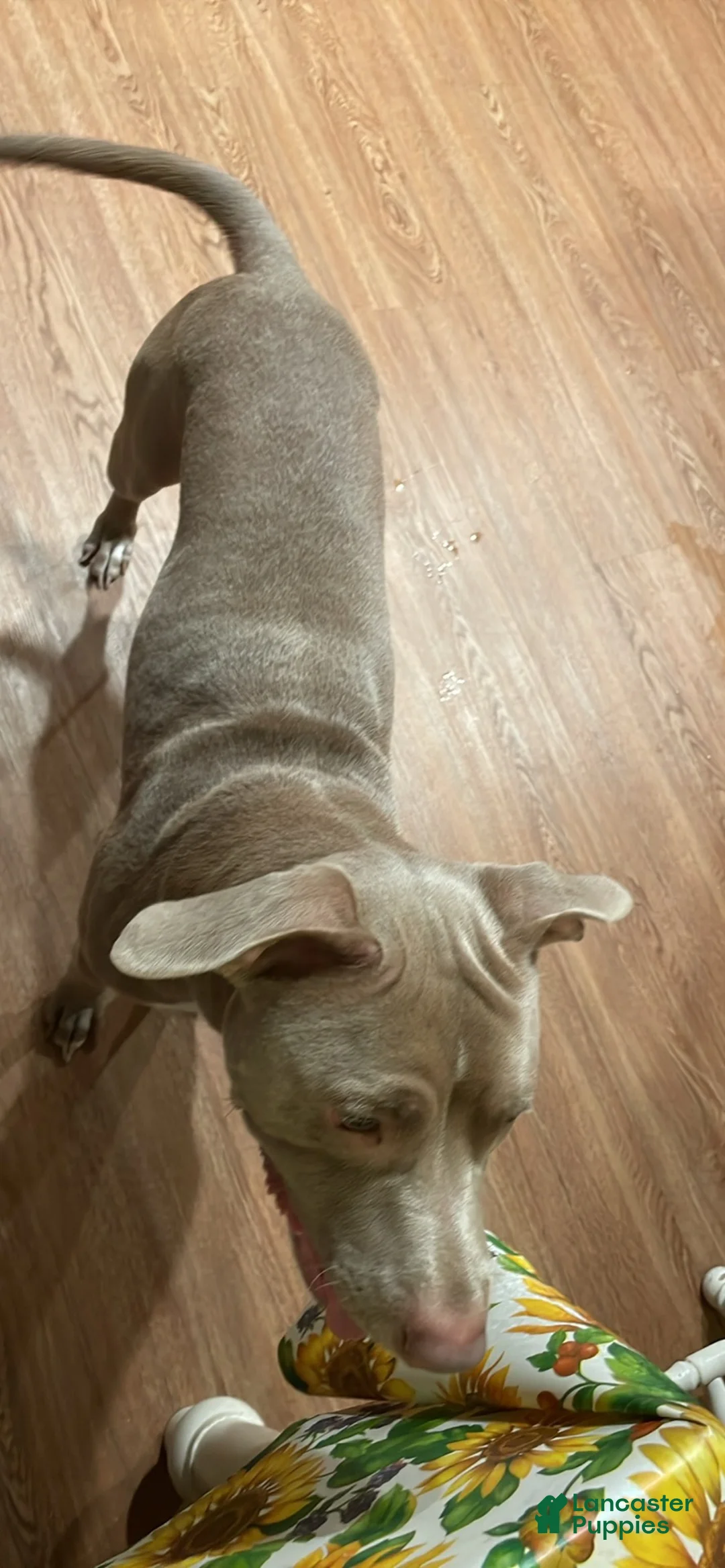 American Pit Bull Terrier dogs for sale: American Pit Bull Terrier 1 - Ad 2