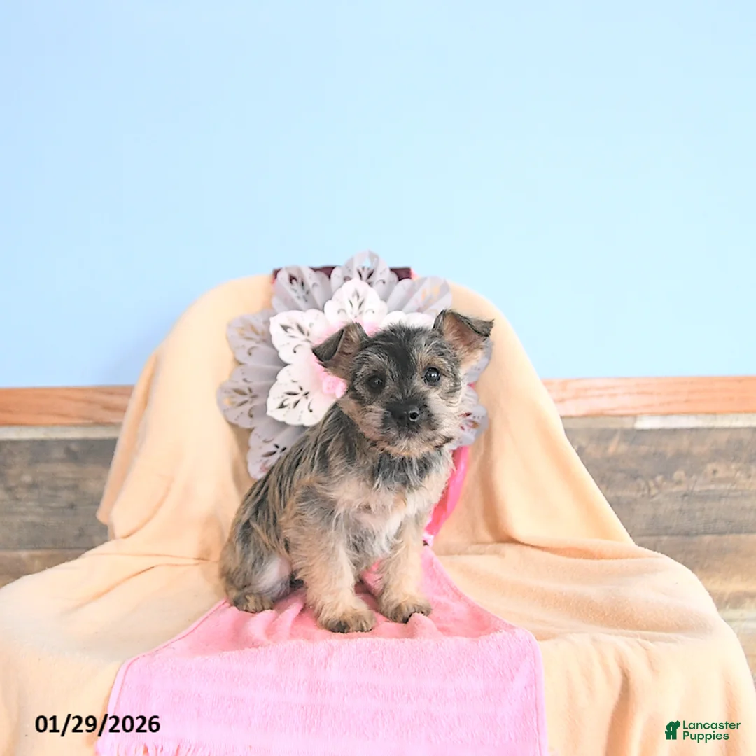 Miniature Schnauzer dogs for sale: Honey - Ad 3