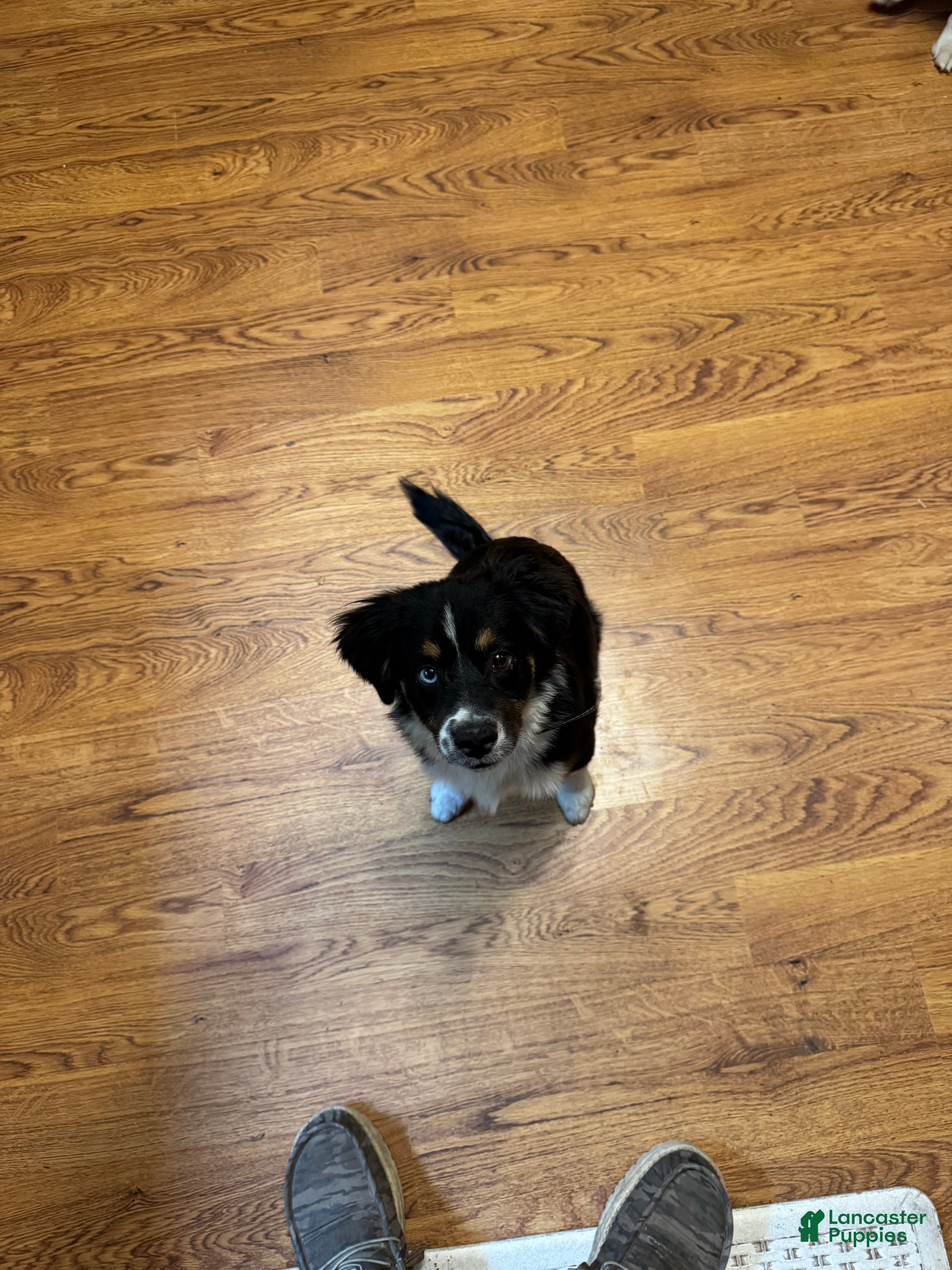 Miniature Australian Shepherd dogs White - Ad 15