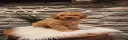 Mini Goldendoodle dogs for sale: BLAZE - Mini Goldendoodle Fluffy Puppy - Ad 1