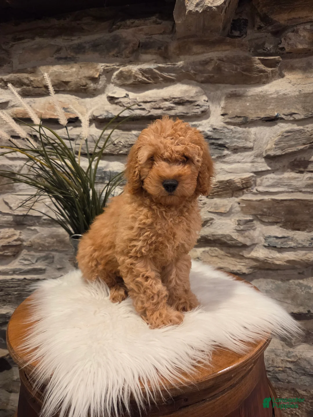 Mini Goldendoodle dogs for sale: BLAZE - Mini Goldendoodle Fluffy Puppy - Ad 1