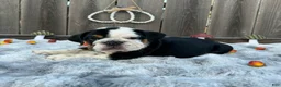 English Bulldog dogs for sale: Gordo - Ad 8