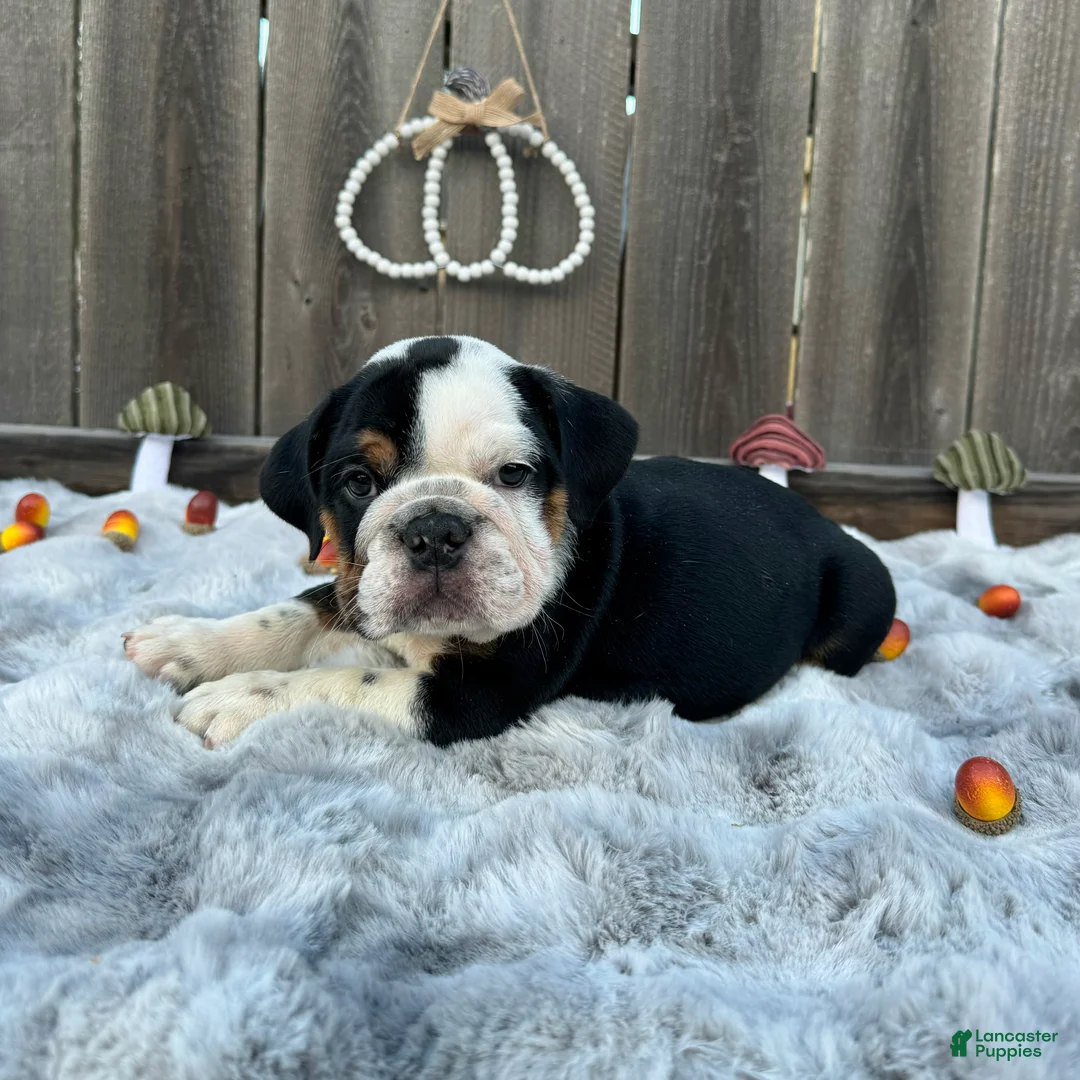 English Bulldog dogs for sale: Gordo - Ad 8