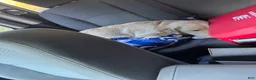Golden Retriever dogs for sale: Golden Retriever 1 - Ad 5