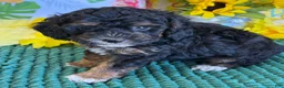 Cockapoo dogs for sale: Cooper - Ad 2