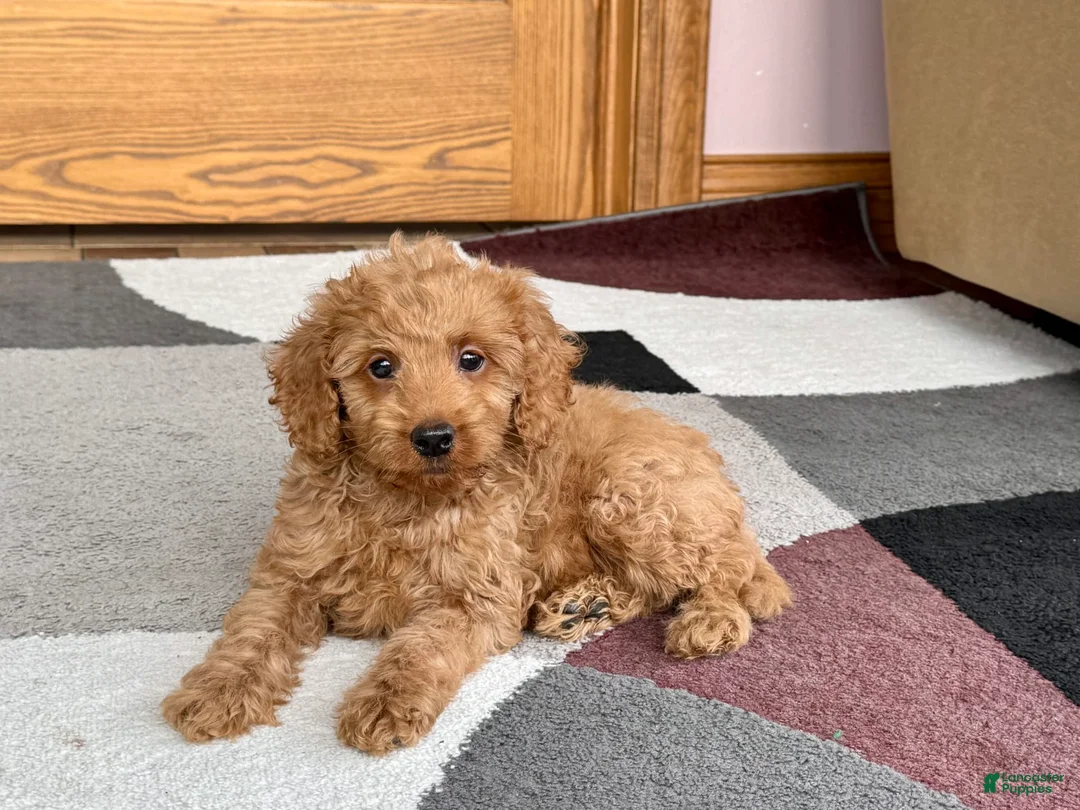 Cockapoo dogs for sale: Tate F1b - Ad 5