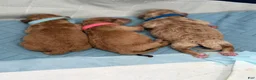 Mini Goldendoodle dogs for sale: Mini Goldendoodle Puppy 4 - Ad 4
