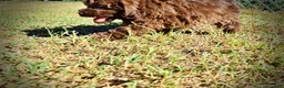 Havapoo dogs for sale: Pringles - Ad 16