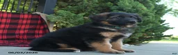 Mixed Breed dogs for sale: Rocky  - Ad 5