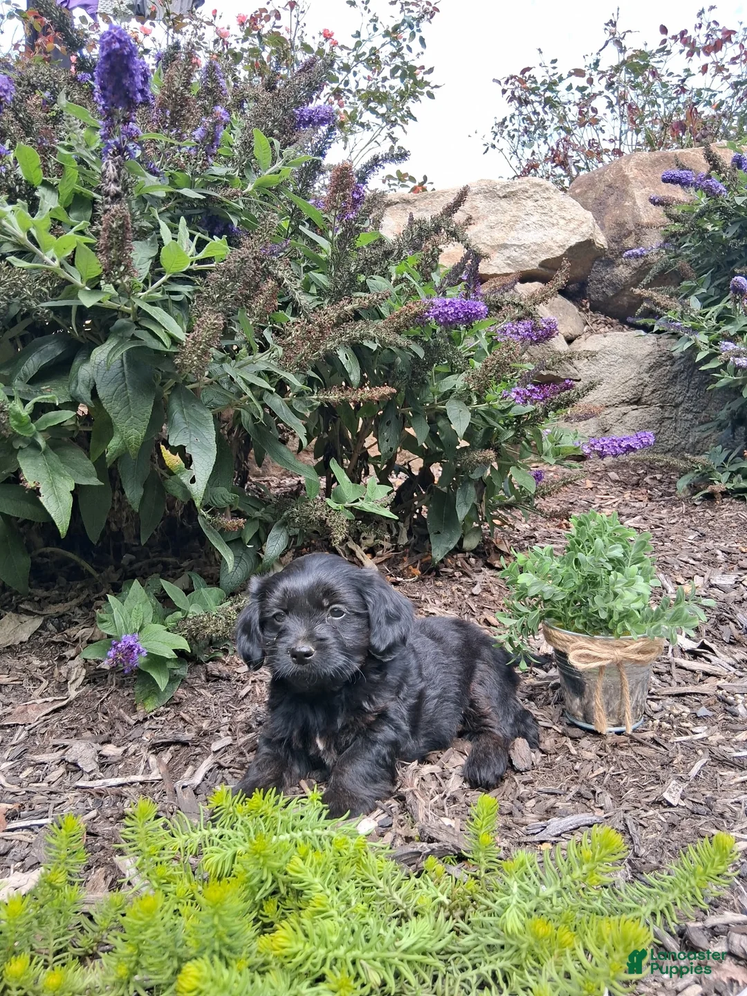 Yorkiepoo dogs for sale: Jet  - Ad 2