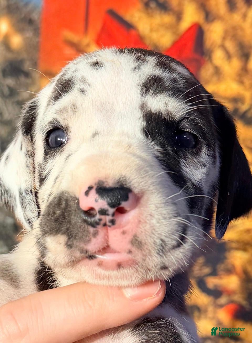 Great Dane dogs Vera - Black Harlequin - Ad 22