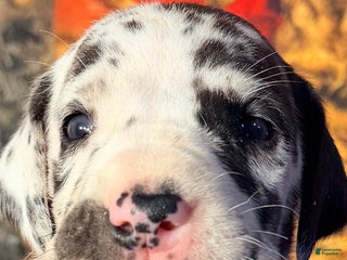 Great Dane dogs Vera - Black Harlequin - Ad 39