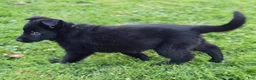 German Shepherd dogs for sale: Dolly - Ad 4