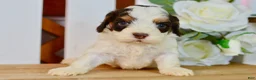 Cockapoo dogs for sale: Caleb - Ad 5