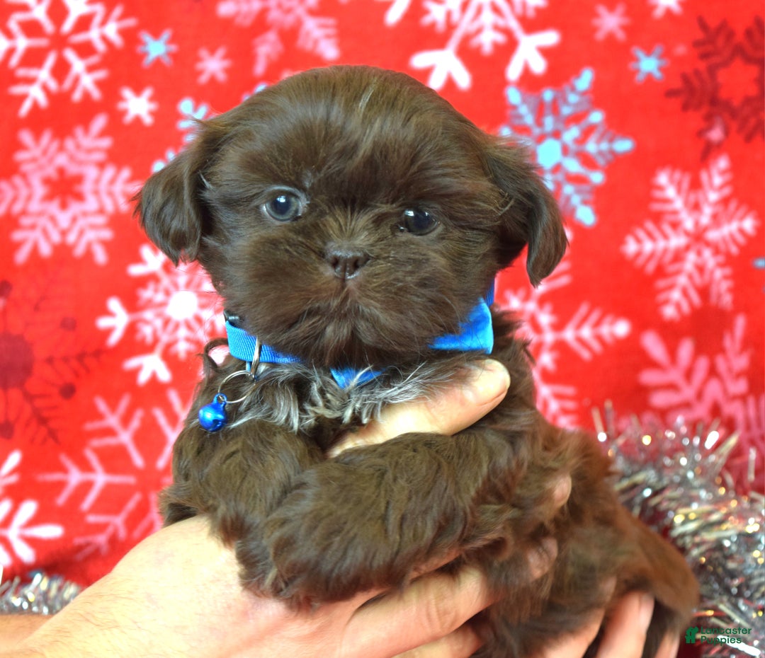 Shih Tzu dogs for sale: Cookie - Ad 10