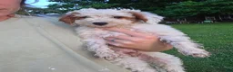 Miniature Poodle dogs for sale: Miniature Poodle Puppy 1 - Ad 1